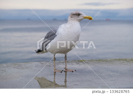European herring gull (Larus argentatus) standing on a wet concrete surface by the sea. European herring gull (Larus argentatus) standing on a wet concrete surface by the sea. 133628765