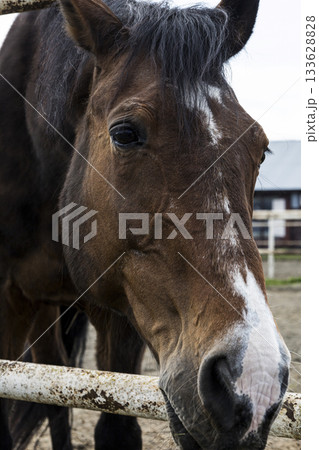 Horse in winter, Closeup of brown horse with snowy muzzle and peaceful demeanor, Serene rural setting showcasing snowdusted horse against rustic farm structures and icy breath 133628828