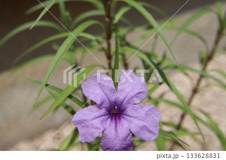 ヤナギバルイラソウ 133628831