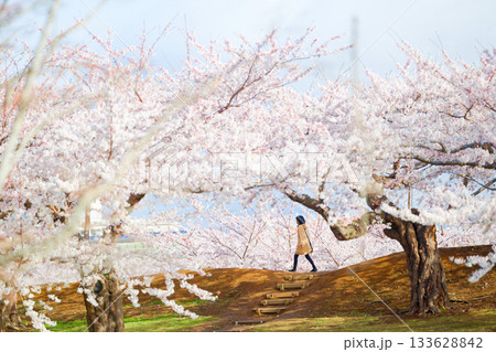 五稜郭公園の桜 133628842