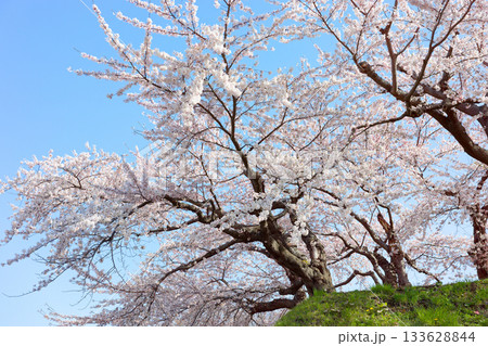 五稜郭公園の桜 133628844