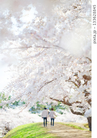 五稜郭公園の桜 133628845