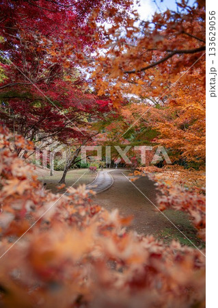 茨城県水戸市　偕楽園もみじ谷の紅葉 133629056