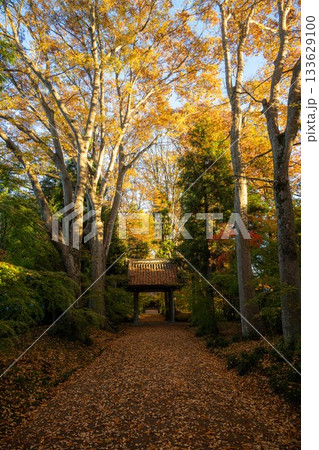 茨城県筑西市　最勝寺の紅葉 133629100