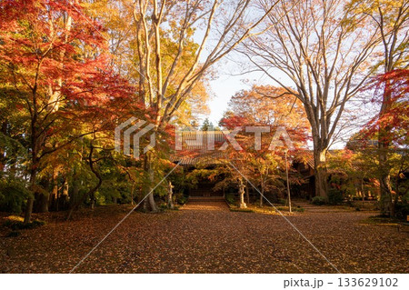 茨城県筑西市 最勝寺の紅葉 茨城県筑西市 最勝寺の紅葉 133629102