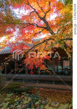 茨城県筑西市 最勝寺の紅葉 茨城県筑西市 最勝寺の紅葉 133629104