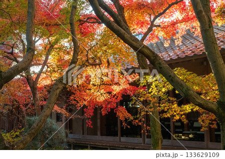 茨城県筑西市　最勝寺の紅葉 133629109