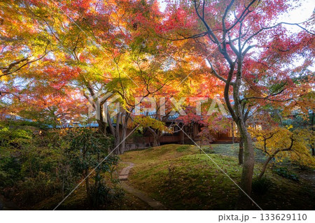 茨城県筑西市 最勝寺の紅葉 茨城県筑西市 最勝寺の紅葉 133629110