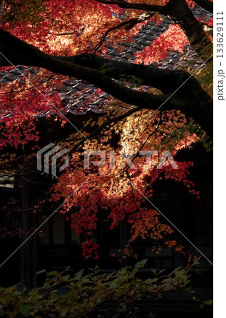 茨城県筑西市　最勝寺の紅葉 133629111