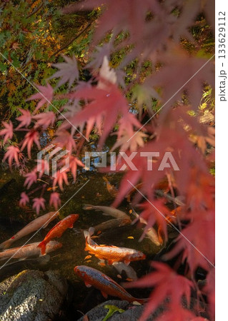 茨城県筑西市　最勝寺の紅葉 133629112