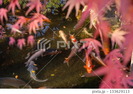 茨城県筑西市　最勝寺の紅葉 133629113