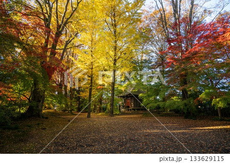茨城県筑西市　最勝寺の紅葉 133629115