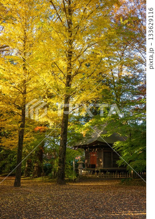 茨城県筑西市 最勝寺の紅葉 茨城県筑西市 最勝寺の紅葉 133629116