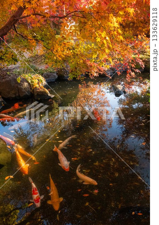 茨城県筑西市 最勝寺の紅葉 茨城県筑西市 最勝寺の紅葉 133629118