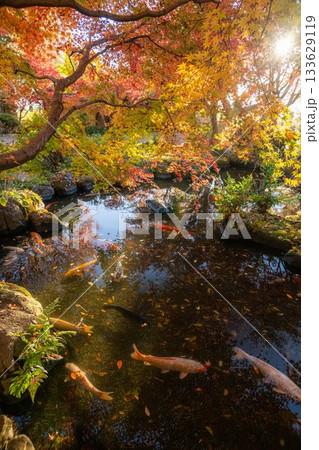 茨城県筑西市 最勝寺の紅葉 茨城県筑西市 最勝寺の紅葉 133629119