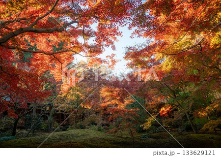 茨城県筑西市 最勝寺の紅葉 茨城県筑西市 最勝寺の紅葉 133629121