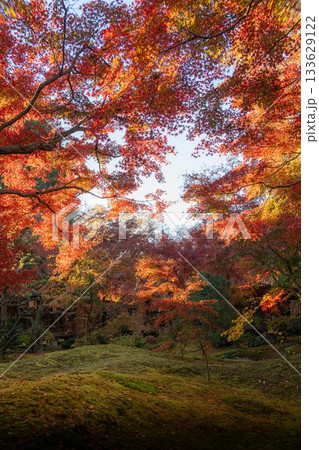 茨城県筑西市　最勝寺の紅葉 133629122