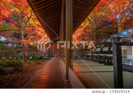 茨城県筑西市 最勝寺の紅葉 茨城県筑西市 最勝寺の紅葉 133629124