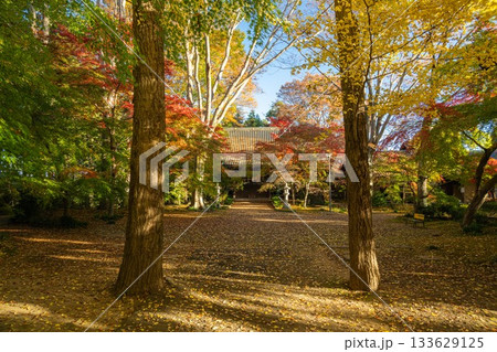 茨城県筑西市　最勝寺の紅葉 133629125