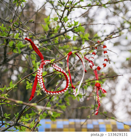 Red and white handmade Martenitsa bracelets hang on budding tree branches. Symbolic charm for health, happiness, cultural tradition 133629131