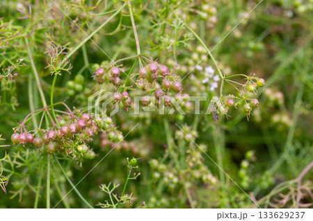 The fruits of the medicinal plant Pimpinella Anisum in the garden on a branch, selective focus. 133629237