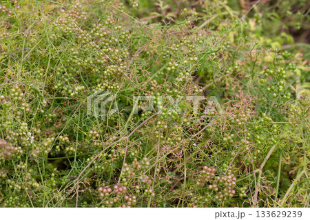 The fruits of the medicinal plant Pimpinella Anisum in the garden on a branch, selective focus. The fruits of the medicinal plant Pimpinella Anisum in the garden on a branch, selective focus. 133629239
