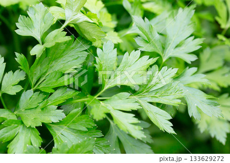 Bright shining green leaves of garden flat-leaf parsley (Petroselinum sativum) in sunlight, growing in organic (bio) private garden in summer. Close up. Bright shining green leaves of garden flat-leaf parsley (Petroselinum sativum) in sunlight, growing in organic (bio) private garden in summer. Close up. 133629272