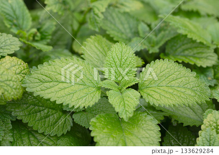 Green leaves of lemon balm melissa officinalis plant in the mint family. Close-up of young leaves of a medicinal plant in a garden. 133629284