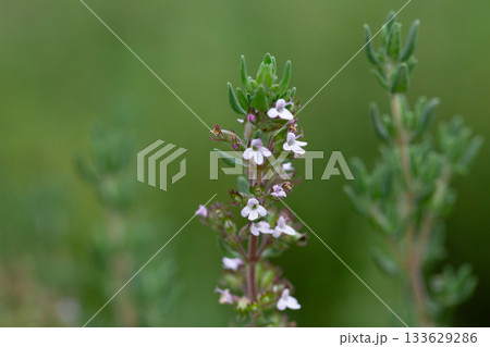 Thymus vulgaris or common thyme. Flowering thyme in the wild. Thymus vulgaris or common thyme. Flowering thyme in the wild. 133629286