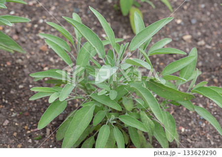 Green leaves of Salvia officinalis. the common sage. a perennial, evergreen subshrub. Young green leaves of a medicinal plant in the garden. 133629290