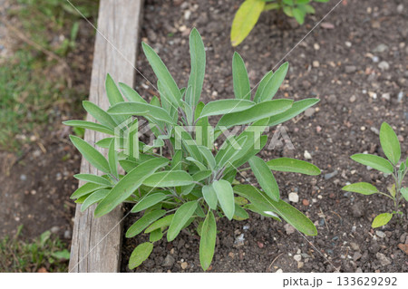 Green leaves of Salvia officinalis. the common sage. a perennial, evergreen subshrub. Young green leaves of a medicinal plant in the garden. 133629292