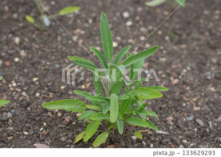 Green leaves of Salvia officinalis. the common sage. a perennial, evergreen subshrub. Young green leaves of a medicinal plant in the garden. 133629293