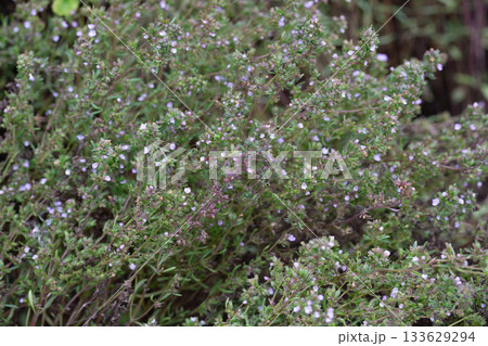 Close-up of the textured background of summer spicy herbaceous plants (satureja hortensis) growing in the garden. 133629294