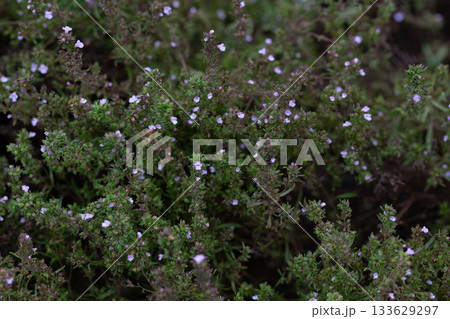 Close-up of the textured background of summer spicy herbaceous plants (satureja hortensis) growing in the garden. Close-up of the textured background of summer spicy herbaceous plants (satureja hortensis) growing in the garden. 133629297