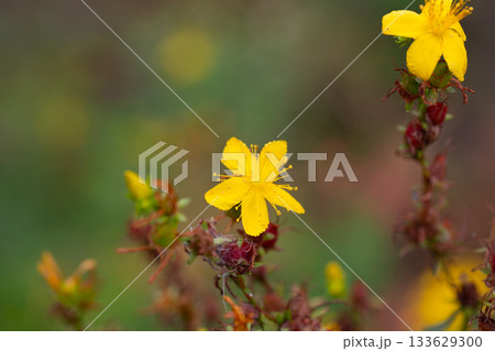 Yellow flowers of common or perforate St John's wort. Close-up of flowering Hypericum perforatum, a medicinal plant growing in the garden. Yellow flowers of common or perforate St John's wort. Close-up of flowering Hypericum perforatum, a medicinal plant growing in the garden. 133629300