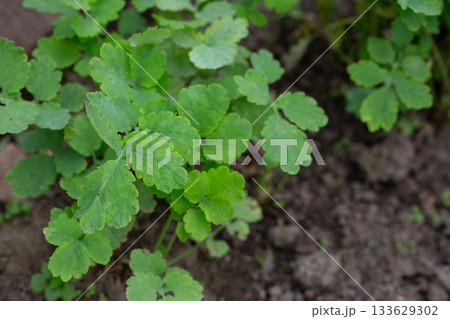 Chelidonium majus, the great celandine, is a medicinal plant that grows in the garden. Young green celandine leaves. 133629302