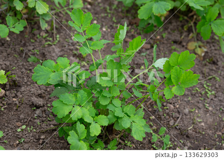 Chelidonium majus, the great celandine, is a medicinal plant that grows in the garden. Young green celandine leaves. 133629303