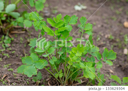 Chelidonium majus, the great celandine, is a medicinal plant that grows in the garden. Young green celandine leaves. 133629304