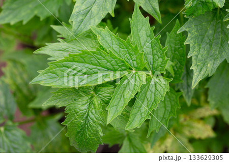 Valeriana officinalis, valerian, new plants at spring. Young green leaves of a medicinal plant Valeriana officinalis, valerian, new plants at spring. Young green leaves of a medicinal plant 133629305