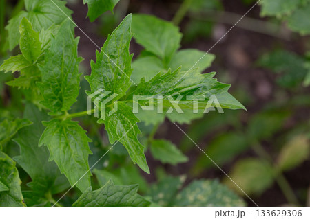 Valeriana officinalis, valerian, new plants at spring. Young green leaves of a medicinal plant 133629306