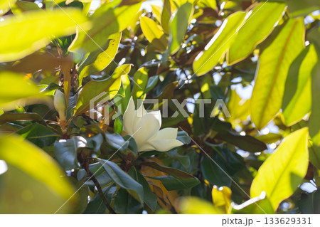 Magnolia grandiflora (Southern magnolia) flowers. The fragrant flowers bloom in summer, and the contrast between the white flowers and the deep green leaves is very beautiful 133629331