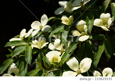 Cornus Capitata tree aka the evergreen dogwood and himalayan strawberry tree. Large white flowers on a tree in the garden. Cornus Capitata tree aka the evergreen dogwood and himalayan strawberry tree. Large white flowers on a tree in the garden. 133629335