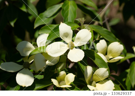Cornus Capitata tree aka the evergreen dogwood and himalayan strawberry tree. Large white flowers on a tree in the garden. 133629337