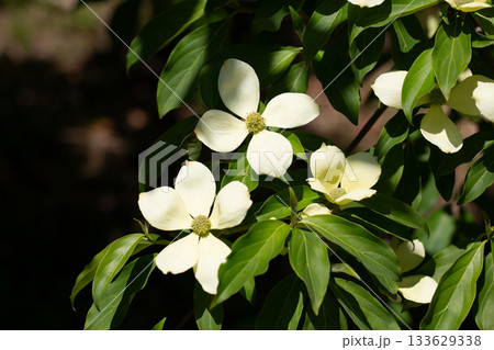 Cornus Capitata tree aka the evergreen dogwood and himalayan strawberry tree. Large white flowers on a tree in the garden. 133629338