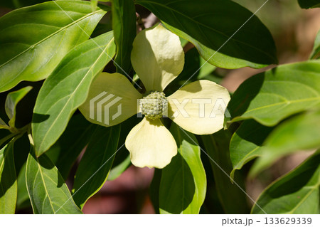 Cornus Capitata tree aka the evergreen dogwood and himalayan strawberry tree. Large white flowers on a tree in the garden. 133629339