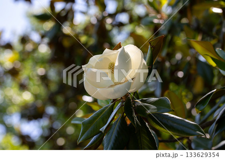 Magnolia grandiflora (Southern magnolia) flowers. The fragrant flowers bloom in summer, and the contrast between the white flowers and the deep green leaves is very beautiful Magnolia grandiflora (Southern magnolia) flowers. The fragrant flowers bloom in summer, and the contrast between the white flowers and the deep green leaves is very beautiful 133629354
