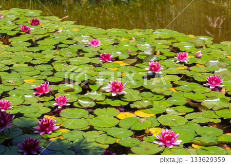Charming scene of a tranquil pond adorned with a variety of pink water lilies. 133629359