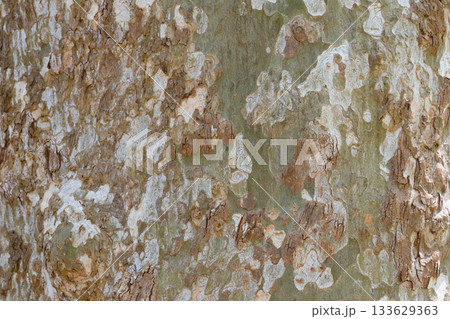 Detailed close-up of plane tree bark showcasing a variety of natural textures and earthy colors. Highlights the intricate patterns formed by peeling and layered bark surfaces. Detailed close-up of plane tree bark showcasing a variety of natural textures and earthy colors. Highlights the intricate patterns formed by peeling and layered bark surfaces. 133629363