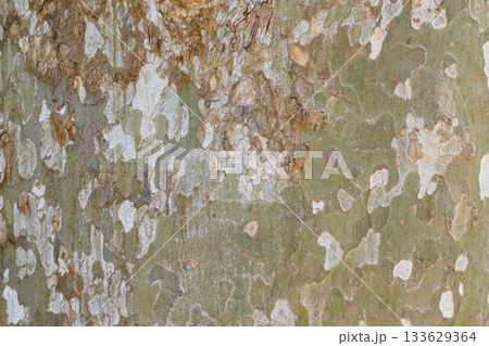 Detailed close-up of plane tree bark showcasing a variety of natural textures and earthy colors. Highlights the intricate patterns formed by peeling and layered bark surfaces. Detailed close-up of plane tree bark showcasing a variety of natural textures and earthy colors. Highlights the intricate patterns formed by peeling and layered bark surfaces. 133629364