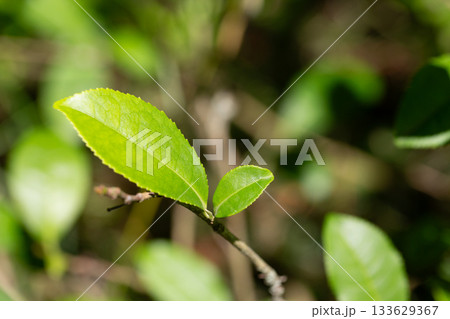 The tea plant (Camellia sinensis) belongs to the order Theales, family Theaceae. Tea is a herbaceous plant that has green leaves and the tops of the leaves are used to make tea. The tea plant (Camellia sinensis) belongs to the order Theales, family Theaceae. Tea is a herbaceous plant that has green leaves and the tops of the leaves are used to make tea. 133629367
